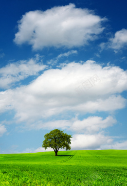 蓝天白云绿地大树背景背景