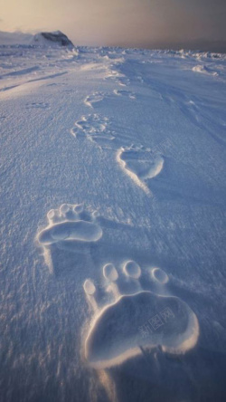 雪地中雪地中的脚印高清图片