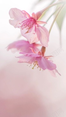 粉色花朵摄影H5背景背景