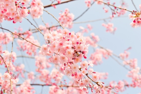 樱花树枝上的唯美樱花背景
