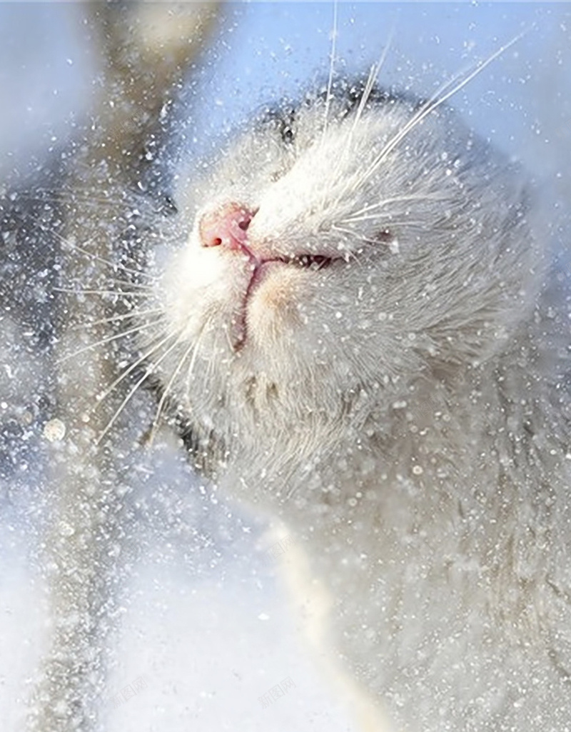 雪中的猫咪H5背景jpg设计背景_88icon https://88icon.com 猫咪 雪地 可爱 清新 下雪 H5 h5 摄影 风景