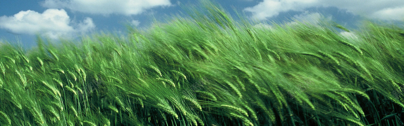 绿色麦穗背景jpg设计背景_88icon https://88icon.com 白云 粮食 绿色 蓝天 麦穗 庄稼 清新 海报banner 文艺 小清新 简约