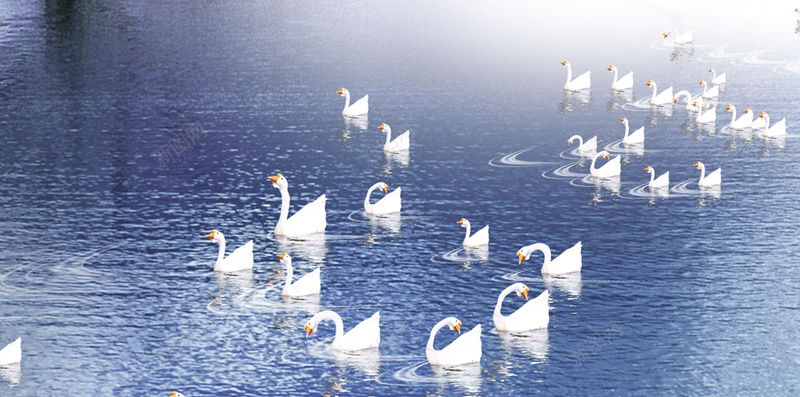 湖面上的天鹅H5背景jpg设计背景_88icon https://88icon.com 白天鹅 小雪 冬季 雪 二十四节气 H5 h5