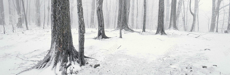 冬季树林淘宝背景背景