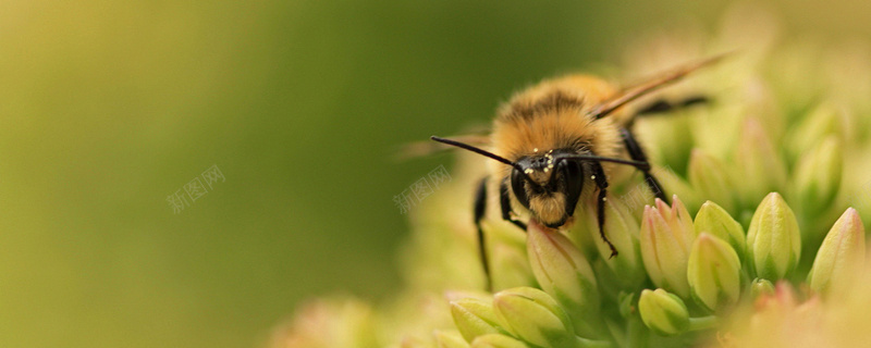 绿色花蕾蜜蜂背景背景