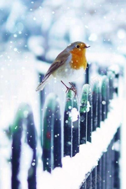 雪中的小鸟背景背景