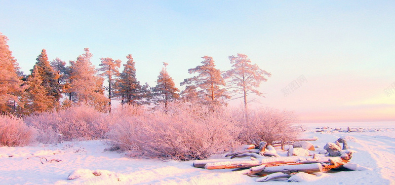 冬季雪地风景jpg设计背景_88icon https://88icon.com 冬季 雪地 白雪 松树林 海报banner 摄影 风景
