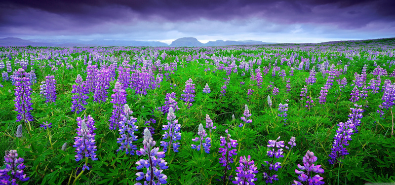 田野鲜花背景