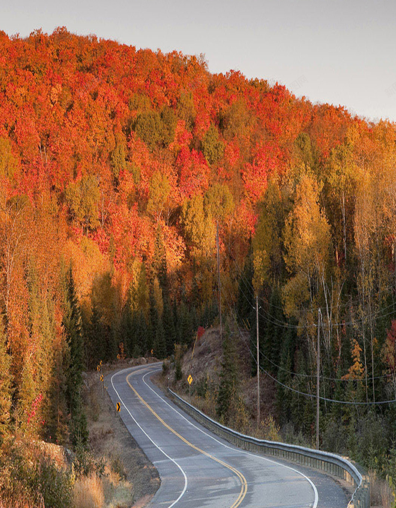 树林前面的道路H5素材背景jpg设计背景_88icon https://88icon.com 树林 道路 枫叶 唯美 风景 红色的树林 H5素材 摄影