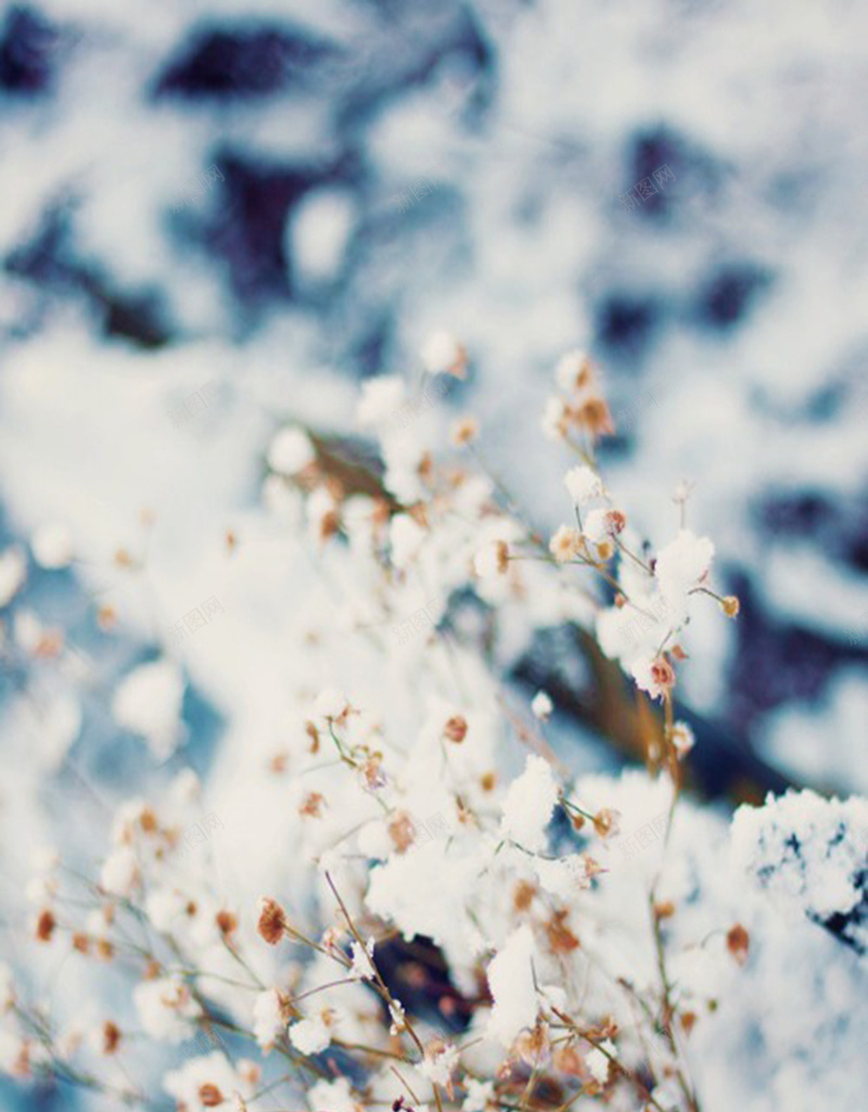 雪中被雪覆盖的花朵jpg设计背景_88icon https://88icon.com 冬天 寒冷 平静 花朵 雪 H5背景图