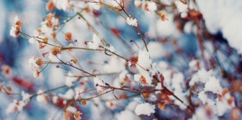 雪中被雪覆盖的花朵jpg设计背景_88icon https://88icon.com 冬天 寒冷 平静 花朵 雪 H5背景图