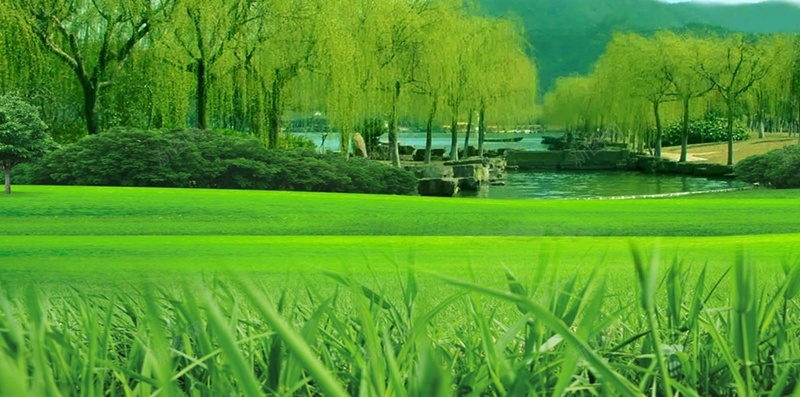 清明节踏春海报广告背景psd设计背景_88icon https://88icon.com 清明节 柳树 绿色 草地 蓝天 春游 踏春 清明踏青 清明节海报