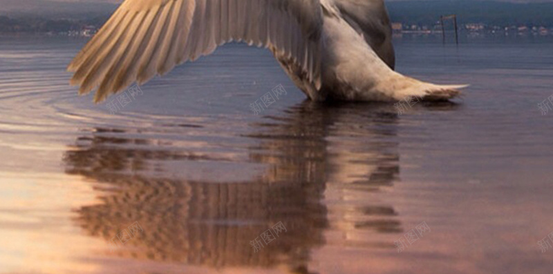 拍打翅膀的天鹅H5素材背景jpg设计背景_88icon https://88icon.com 翅膀 天鹅 动物 风景 唯美 H5素材 摄影