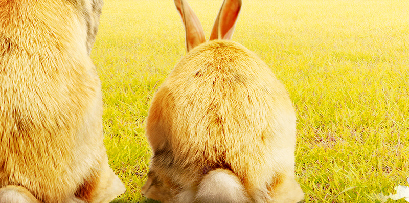 浪漫温馨阳光兔子背景psd设计背景_88icon https://88icon.com 兔子 太阳 浪漫 温馨 阳光 H5 开心 温暖 h5 梦幻