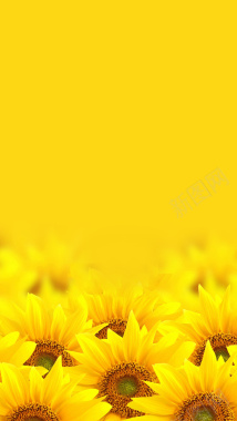 向日葵简约黄色H5背景素材背景