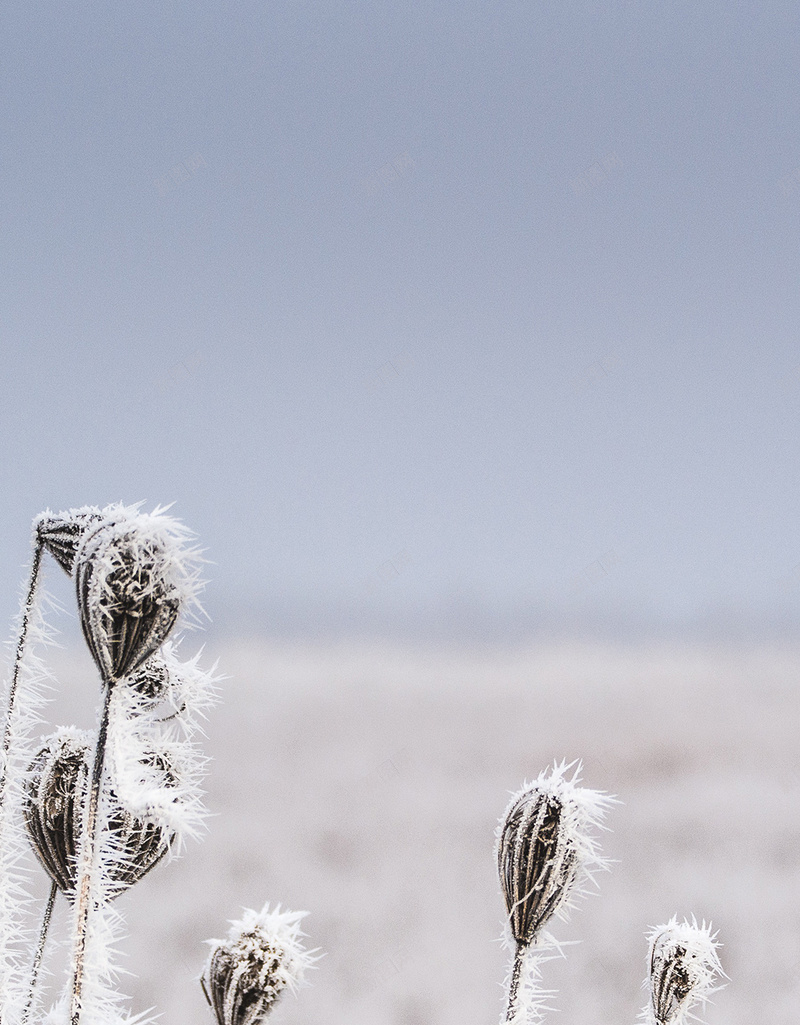 冬季大雪大草地H5背景素材jpg设计背景_88icon https://88icon.com 冬季 大雪 大草地 清新 风景 H5 摄影