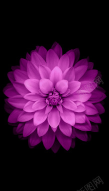 梦幻的紫色花朵背景背景