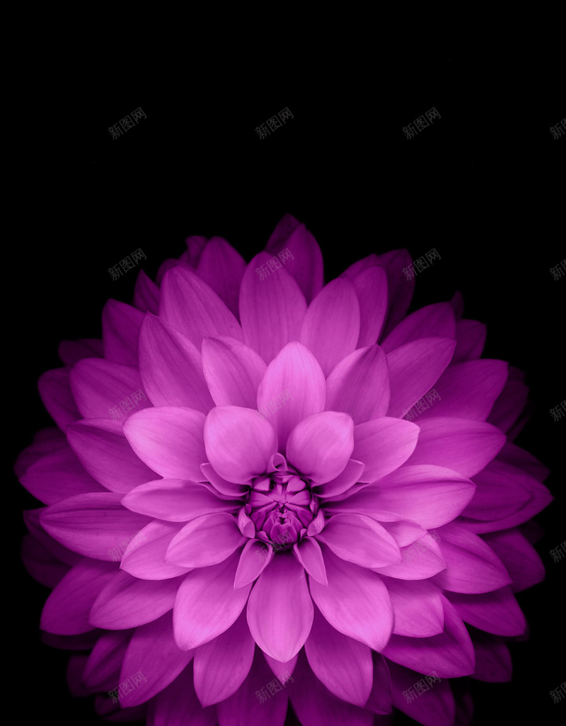 梦幻的紫色花朵背景jpg设计背景_88icon https://88icon.com 紫色花朵 黑暗梦幻 文艺 浪漫 背景 幻彩花朵梦幻紫色 高清 小花 开心 温暖