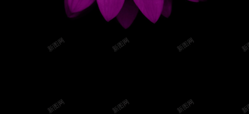 梦幻的紫色花朵背景jpg设计背景_88icon https://88icon.com 紫色花朵 黑暗梦幻 文艺 浪漫 背景 幻彩花朵梦幻紫色 高清 小花 开心 温暖