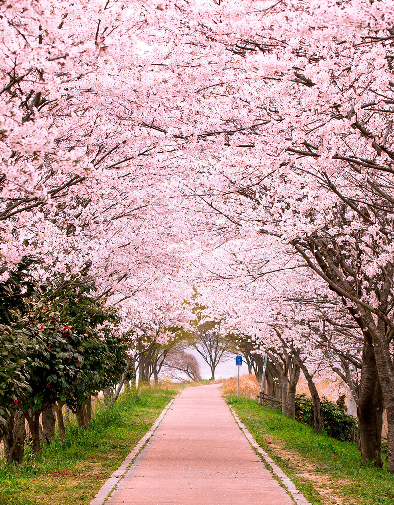 樱花林小清新背景jpg设计背景_88icon https://88icon.com 小清新 树林 樱花 粉红 风景 大气 文艺 简约