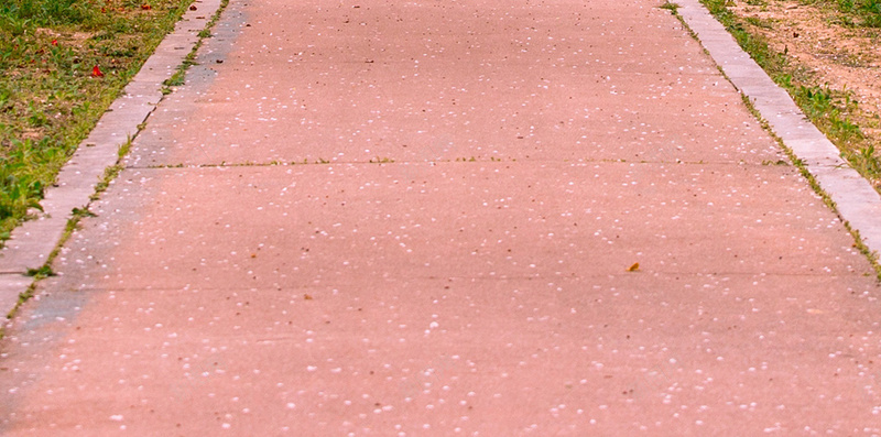 樱花林小清新背景jpg设计背景_88icon https://88icon.com 小清新 树林 樱花 粉红 风景 大气 文艺 简约