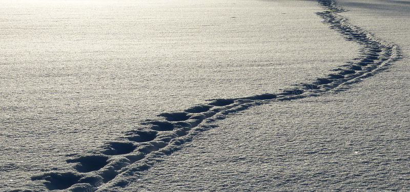 雪地脚印jpg设计背景_88icon https://88icon.com 雪地脚印 摄影风景 海报banner 摄影 风景 冬天积雪