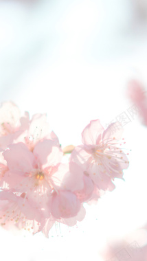 桃花花朵背景背景
