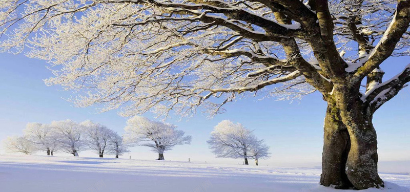 冬季雪景图jpg设计背景_88icon https://88icon.com 冬季 冬天 雪 大树 雪路 粗树干 唯美 大气 被雪覆盖的树枝 海报banner 摄影 风景