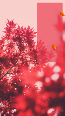秋天红色枫叶唯美H5背景素材背景