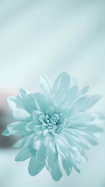 花朵蓝色小清新摄影H5背景背景