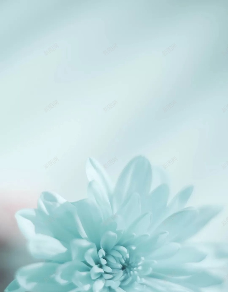 花朵蓝色小清新摄影H5背景jpg设计背景_88icon https://88icon.com 花朵 蓝色 小清新 摄影 艺术 创意 背景