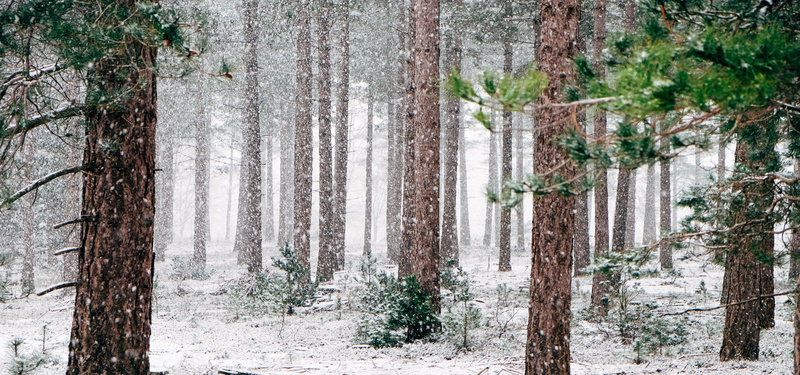 冬天森林飘雪背景背景
