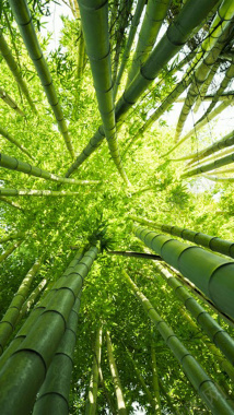 竹子竹林绿色H5背景图背景