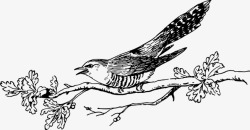 杜鹃动物线条艺术鸟酿酒黑白与线稿素材