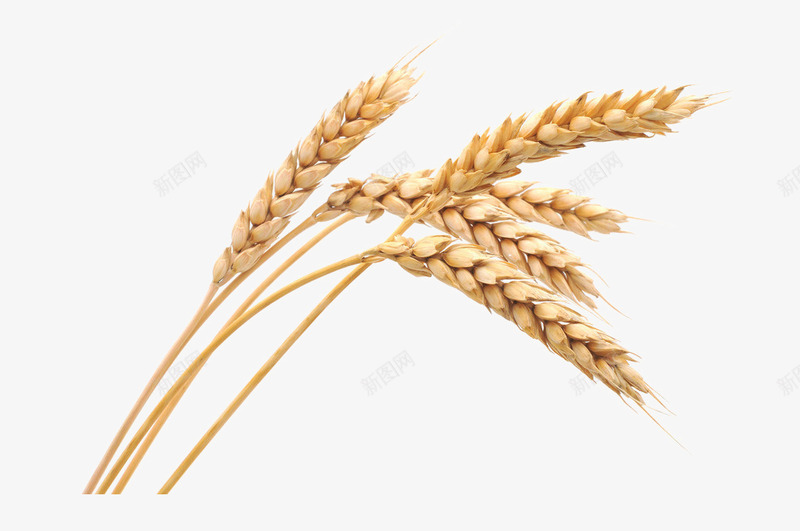 大麦 麦子酒水png免抠素材_88icon https://88icon.com 大麦 麦子 酒水