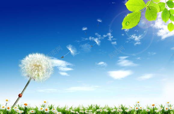 蒲公英在阳光照耀下自由飞舞的草地背景背景