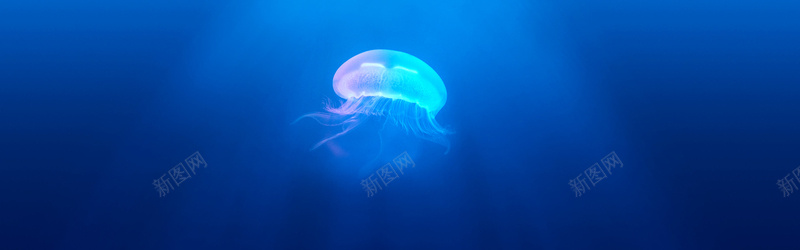 梦幻水母jpg设计背景_88icon https://88icon.com 海报banner 水母 浪漫 海底 海蜇 梦幻