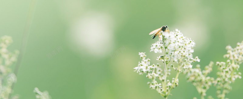 摄影绿色大自然白色小花上的蜜蜂jpg设计背景_88icon https://88icon.com 摄影 绿色 大自然 白色 小花 蜜蜂 海报banner 风景