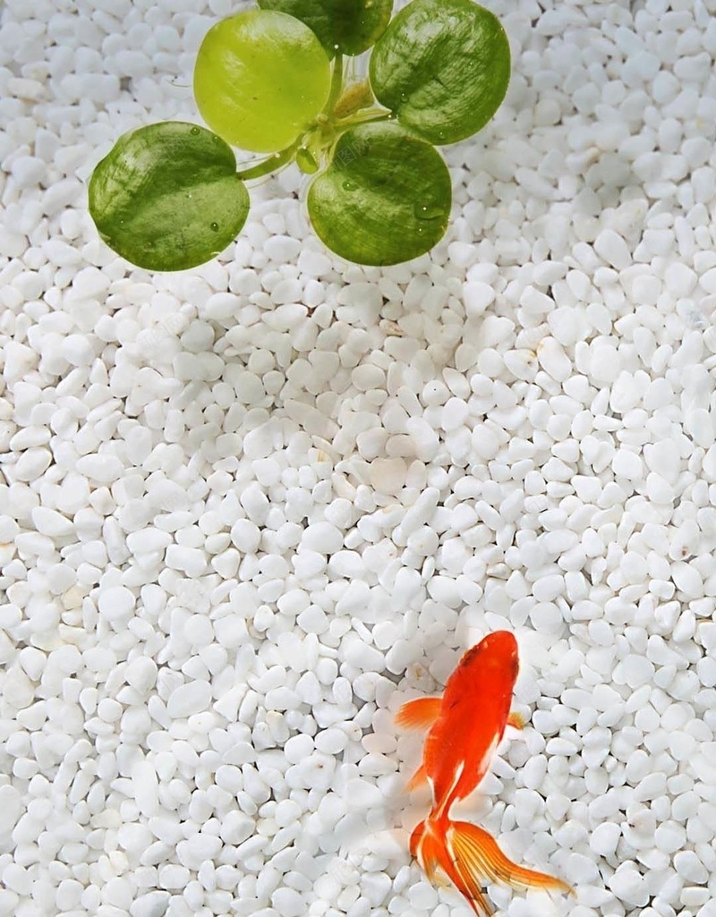 游泳的鱼H5素材背景jpg设计背景_88icon https://88icon.com 红色的鱼 植物 石头 绿色 鱼 H5素材 水纹 白色石头