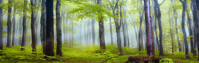 绿色大树森林图片背景
