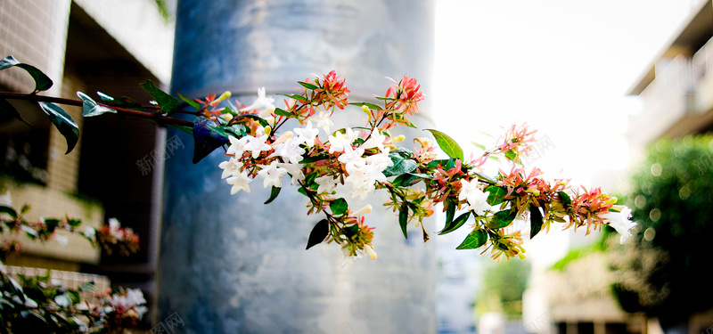 花卉背景图jpg设计背景_88icon https://88icon.com 花卉 街拍 植物 海报banner 摄影 风景