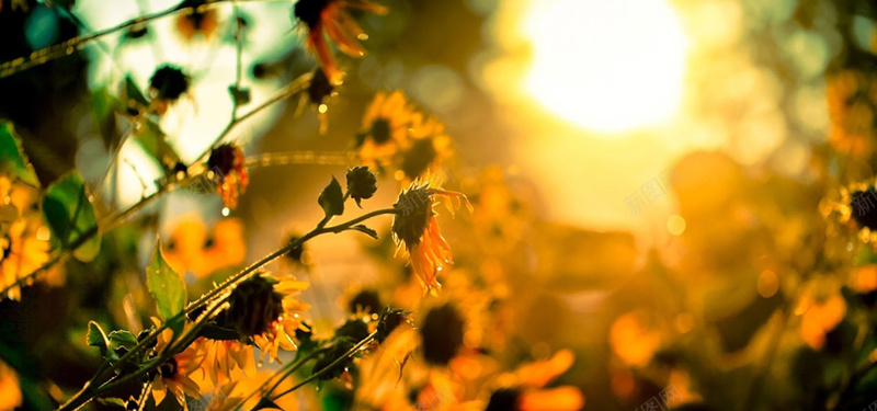 小草阳光淘宝海报背景bannerjpg设计背景_88icon https://88icon.com 小草 阳光 葵花 海报banner 摄影 风景