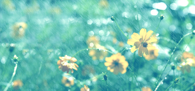 清新色调雨中花草背景