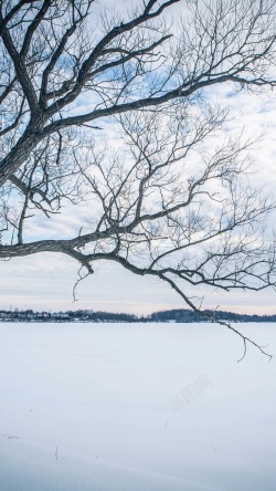 冬天里大雪压树枝场景冰雪世界白色户外场景摄影H5背景高清图片