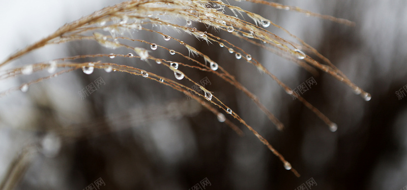 雨中的稻穗背景