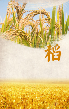 水稻文化海报背景素材背景