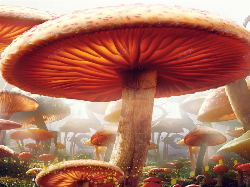 梦幻儿童乐园宝宝相册海报背景模板psd设计背景_88icon https://88icon.com 梦幻 大蘑菇 宝宝相册 海报背景模板 照片背景 童话背景 相册背景 相册海报 儿童模板