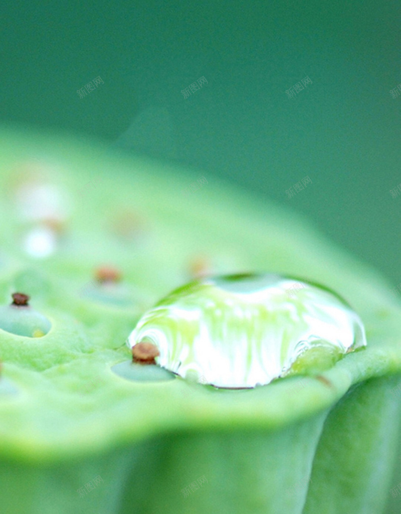 雨露节气背景jpg设计背景_88icon https://88icon.com 雨露 节气 背景 莲藕 莲子 睡莲 摄影 风景