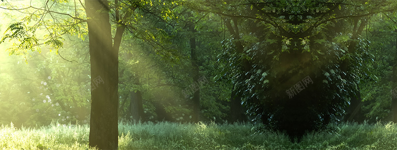 淘宝清新树林阳光详情页海报背景psd设计背景_88icon https://88icon.com 详情页 树林 海报 清新 阳光 淘宝 背景 详情页海报 文艺 小清新 简约