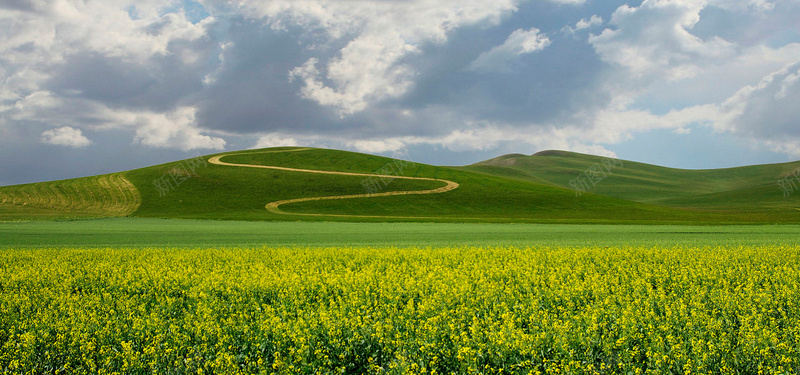 油菜花田背景图背景